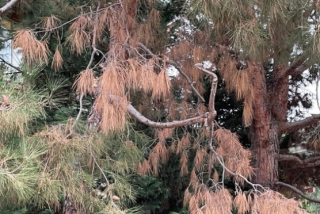 Este árbol está infectado con un hongo que causa el cranco fantasma del pino, que puede ser mortal.