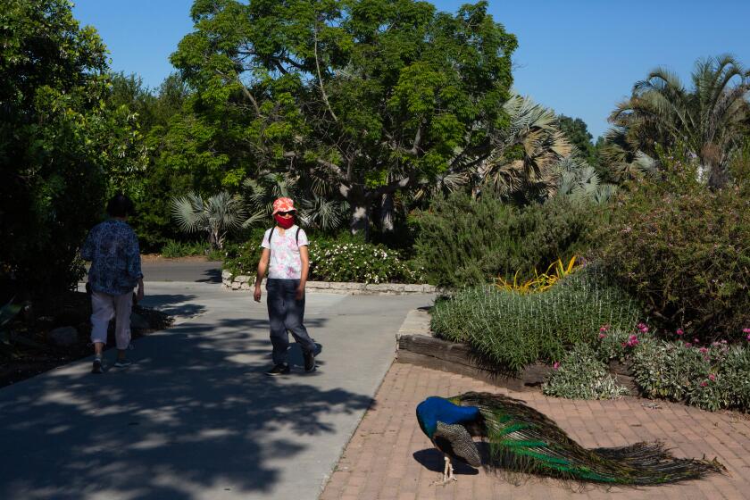 ARCADIA, CA - MAY 08: A Peacock adjusts its feathers as pedestrians pass by at the Los Angeles County Arboretum & Botanic Gardens on Friday, May 8, 2020 in Arcadia, CA. The Arboretum & Botanic Gardens is currently open to the public, and visitations can be scheduled on line. Pedestrians are let in the park on a timer to ensure social distancing. The paved roads are open to the public, while the smaller trails are closed, as social distancing cannot be practiced. (Gabriella Angotti-Jones / Los Angeles Times)