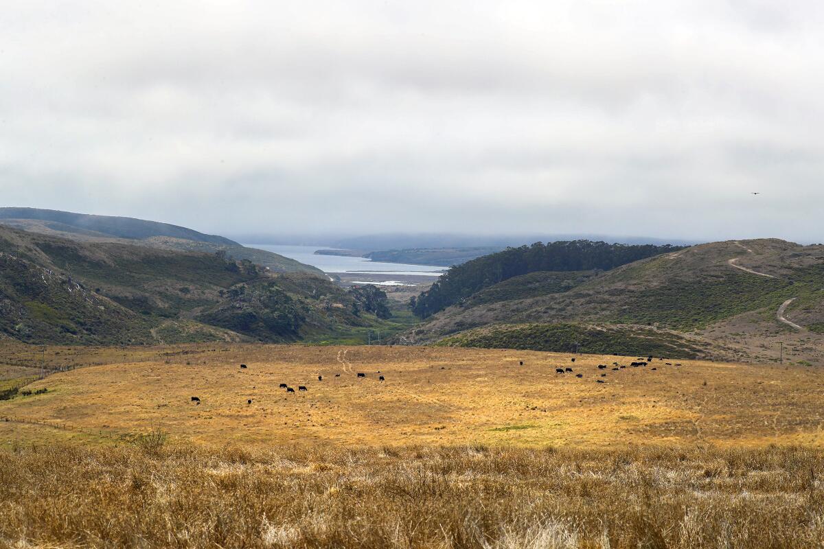 Cattle graze at Point Reyes National Seashore in Marin County.