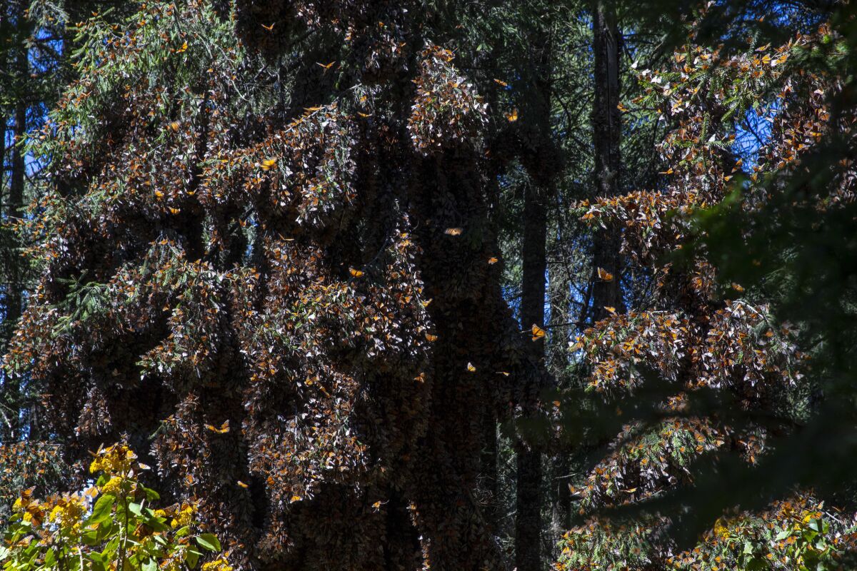 Thousands of monarch butterflies cluster on the oyamel firs that tower in and around the Monarch Butterfly Biosphere Reserve in Mexico. Each fall, the butterflies arrive from Canada and the eastern United States, gliding en masse down over the rolling hills of La Mesa.
