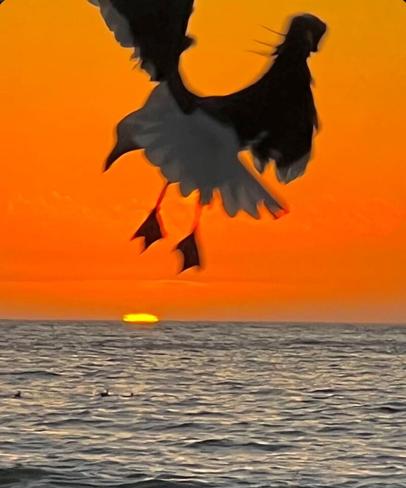 A unique view of seagull, sun and sky.
