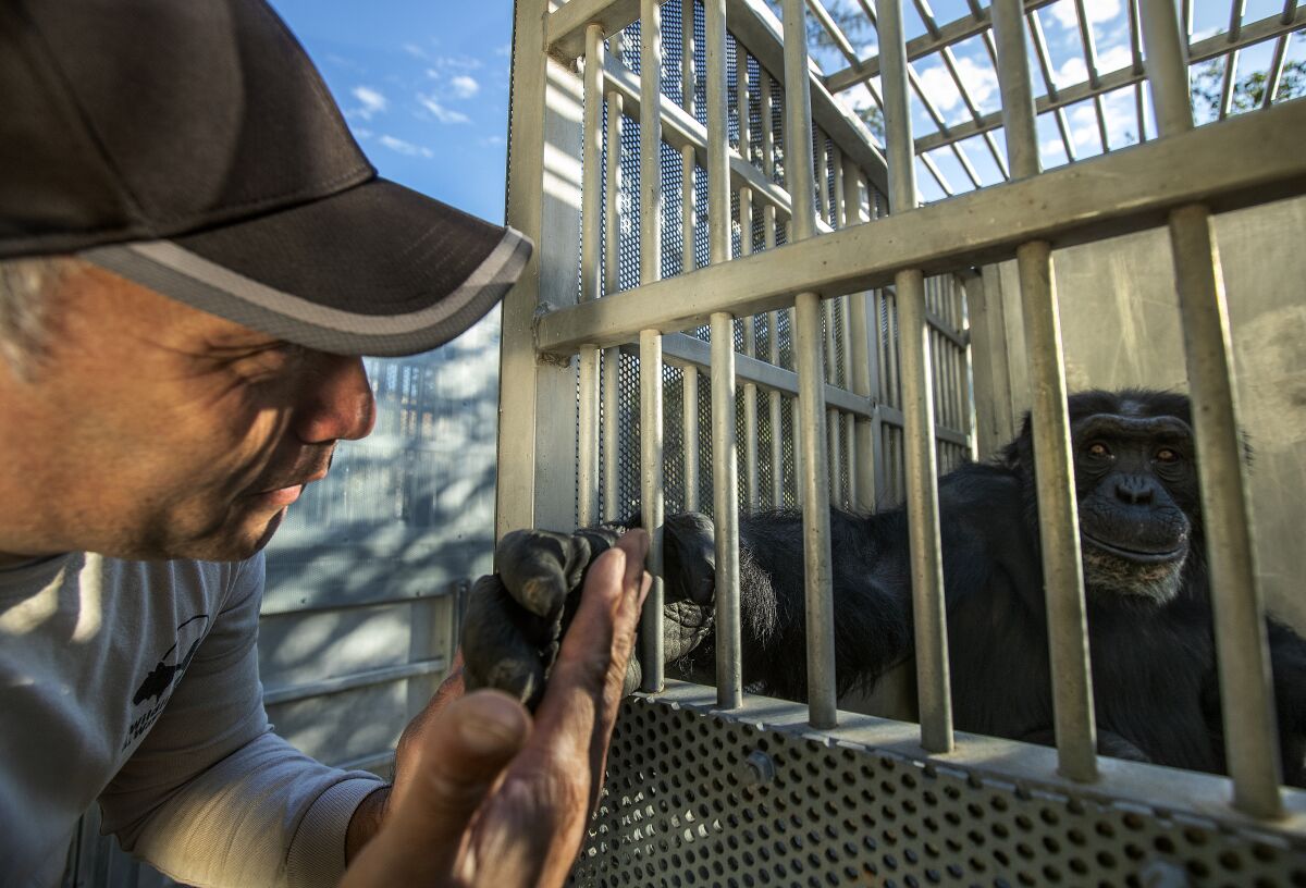 A man holds the hand of a chimp who's inside a cage.