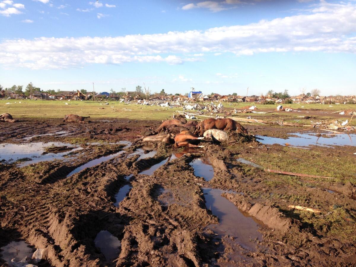 A number of animals did not survive the tornado that hit Oklahoma on Monday, including these horses.