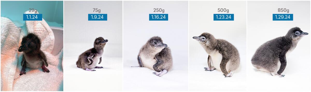 The little blue penguin chick has nearly tripled in size since it was born on New Year's Day.