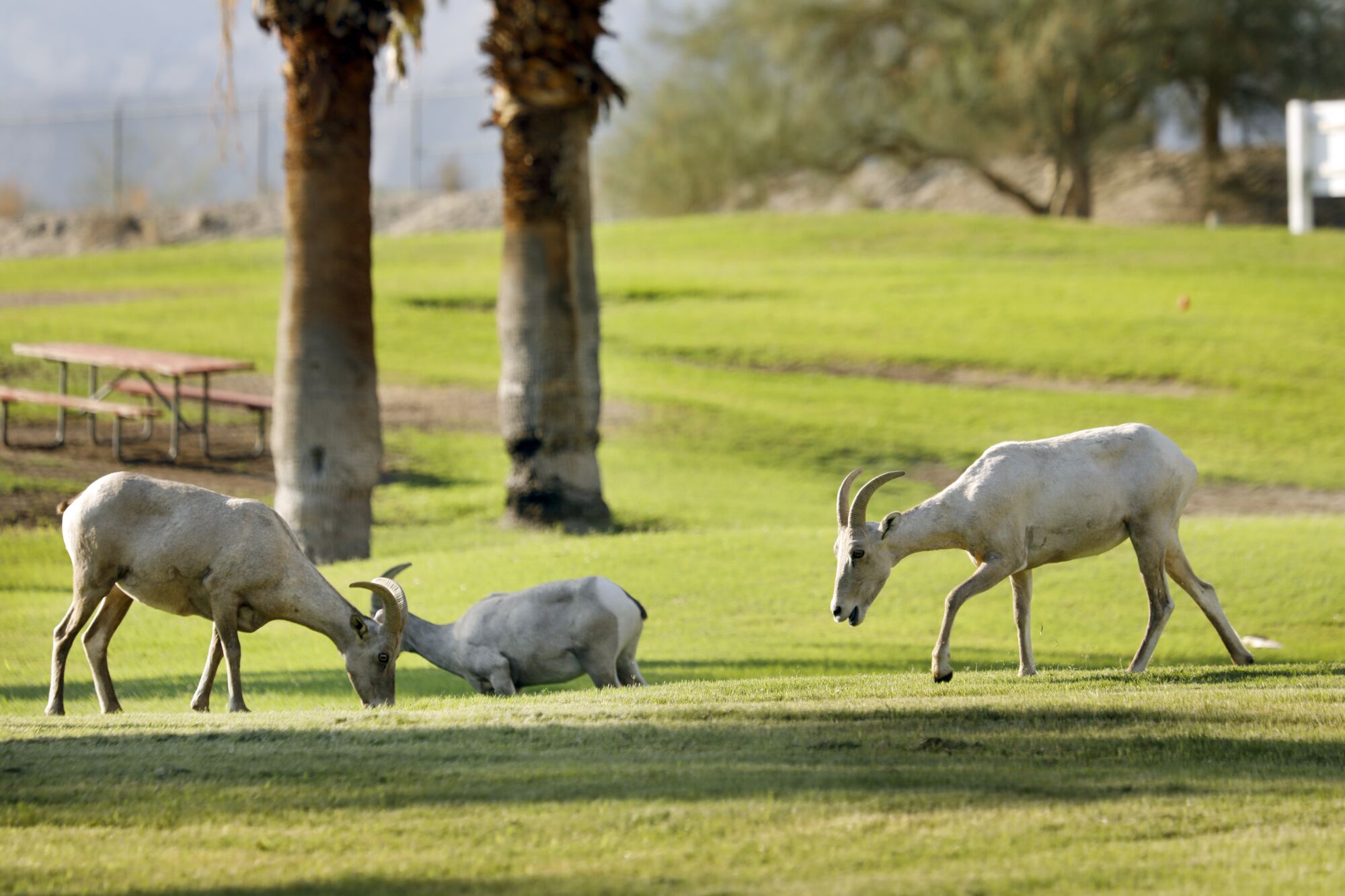 Endangered Big Peninsula animals feed on the grass of La Quinta