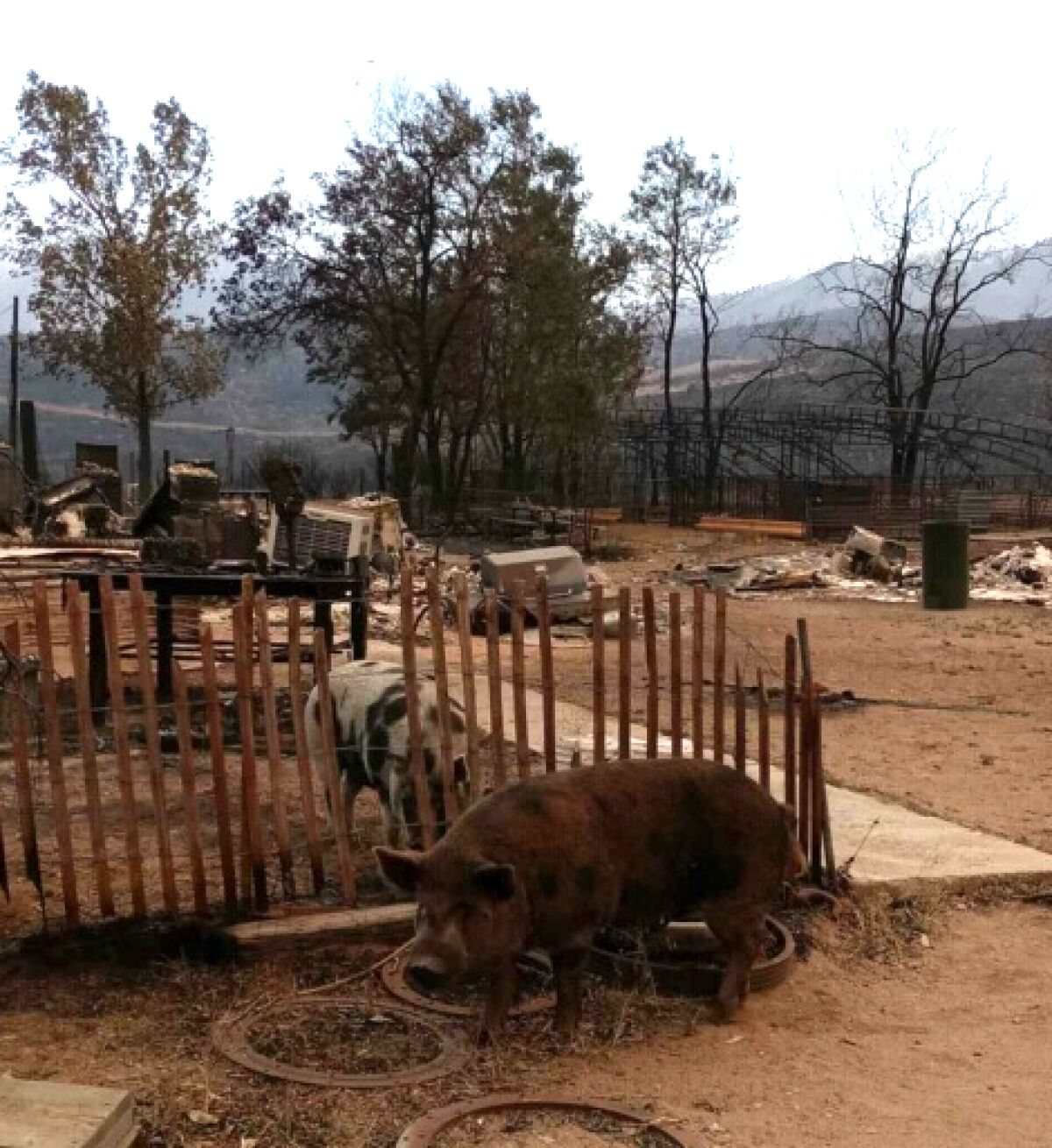 Mike Snook's pigs, Biscuit and Gravy, survived the Beckwourth Complex fire.