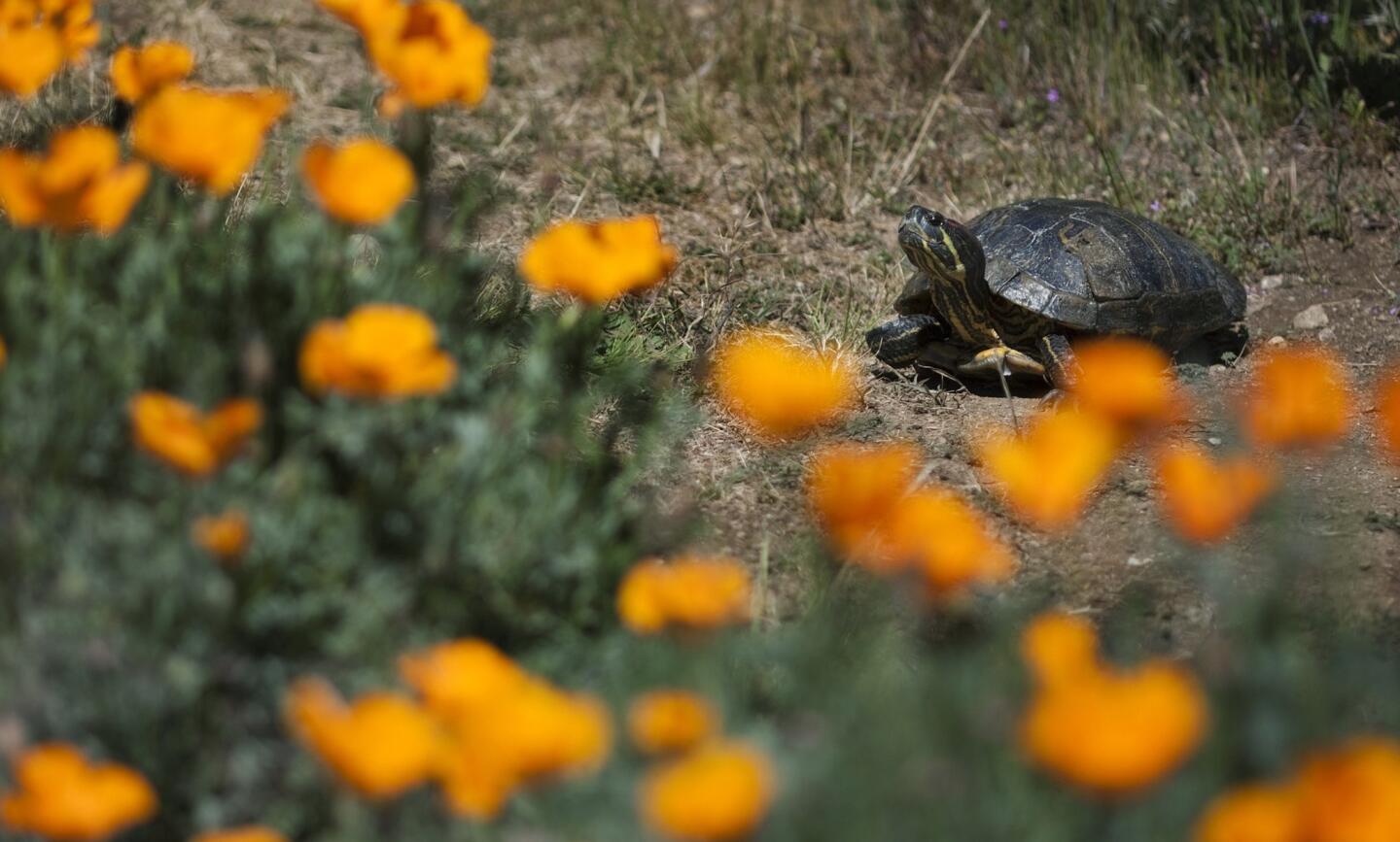 Turtle with poppies