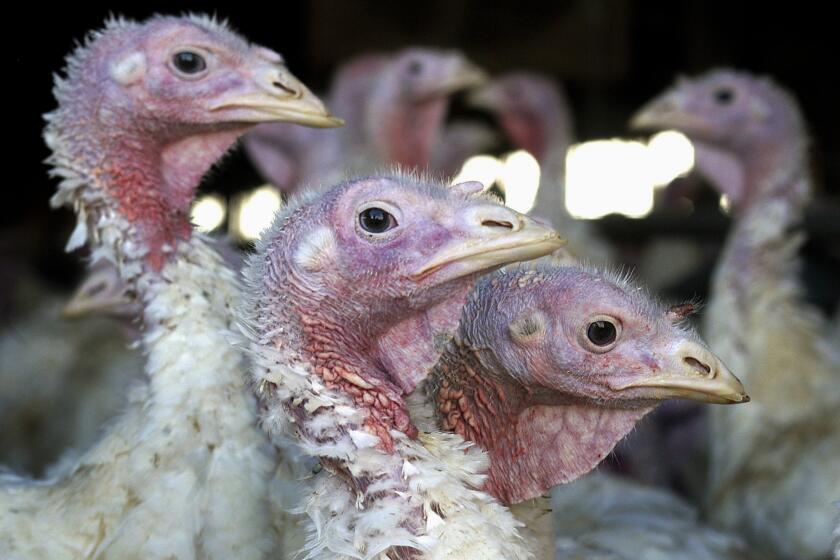 FILE - In this Nov. 2, 2005 file photo, turkeys are seen at a turkey farm near Sauk Centre, Minn. A mild form of bird flu detected in one flock of turkeys in a west-central Minnesota county is not the same virus that caused a devastating outbreak in 2015 and poses no public health or food safety risk, officials said Tuesday, Oct. 23, 2018. The World Organization for Animal Health said routine surveillance testing confirmed on Monday the presence of a low-pathogenic N5N2 virus in a flock of 40,000 turkeys in Kandiyohi County, Minnesota's top turkey producing county. (AP Photo/Janet Hostetter, File)