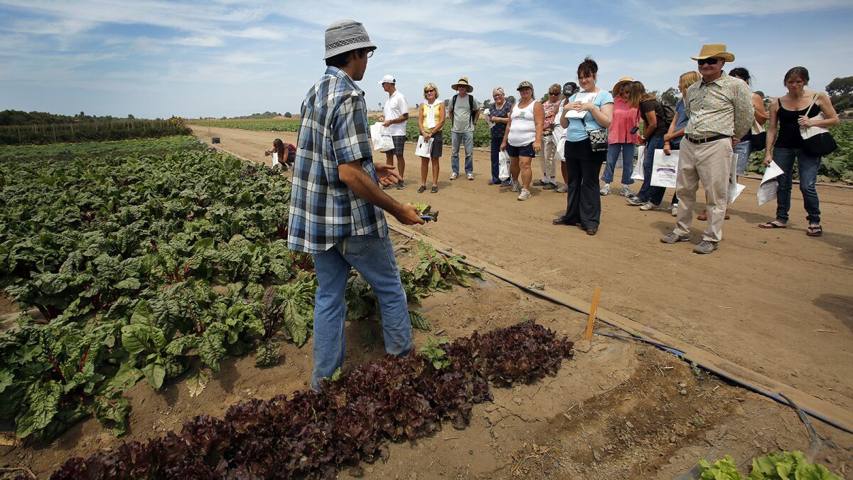 Farm tours were an important part of the mission at Suzie's Farm. Co-owner Lucila De Alejandro said she wanted San Diegans to see where their food came from.