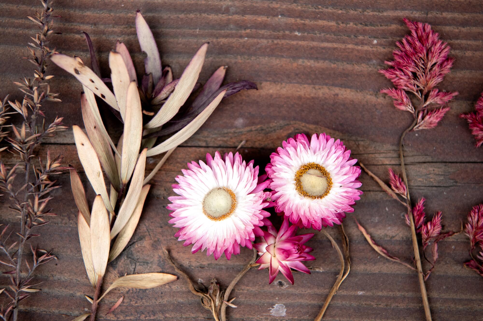 Pink flowers dry at the edge.