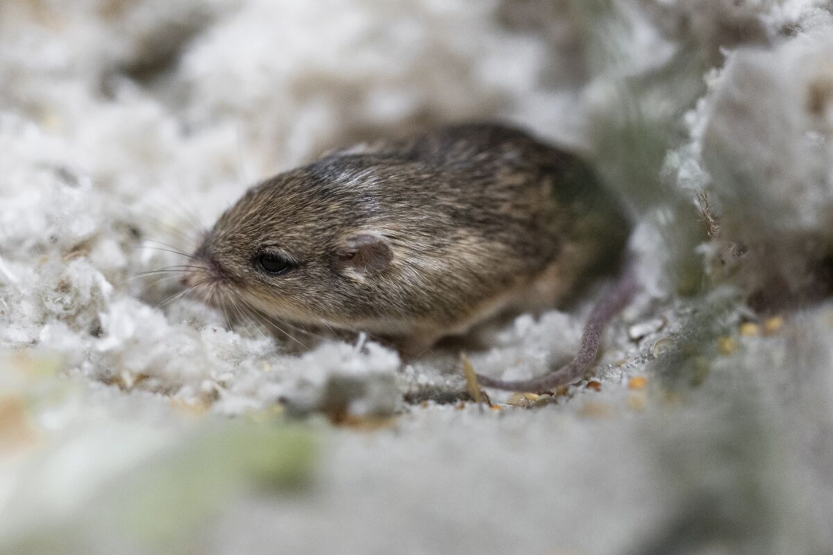 Close-up of a Pacific pocket mouse 