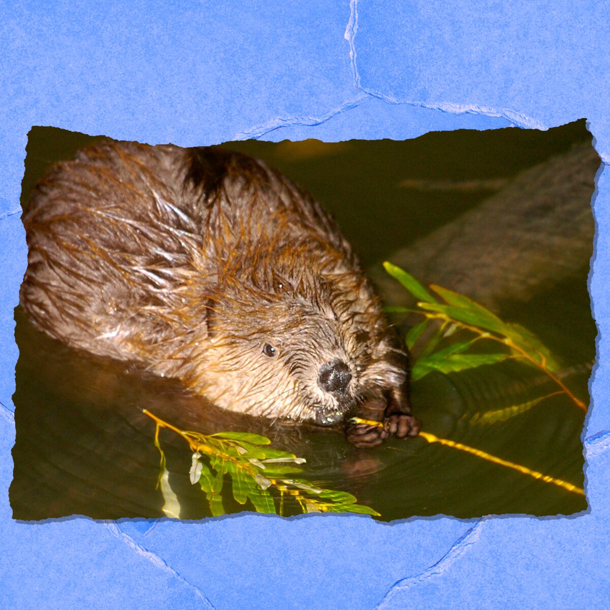 Closeup of a beaver in water.