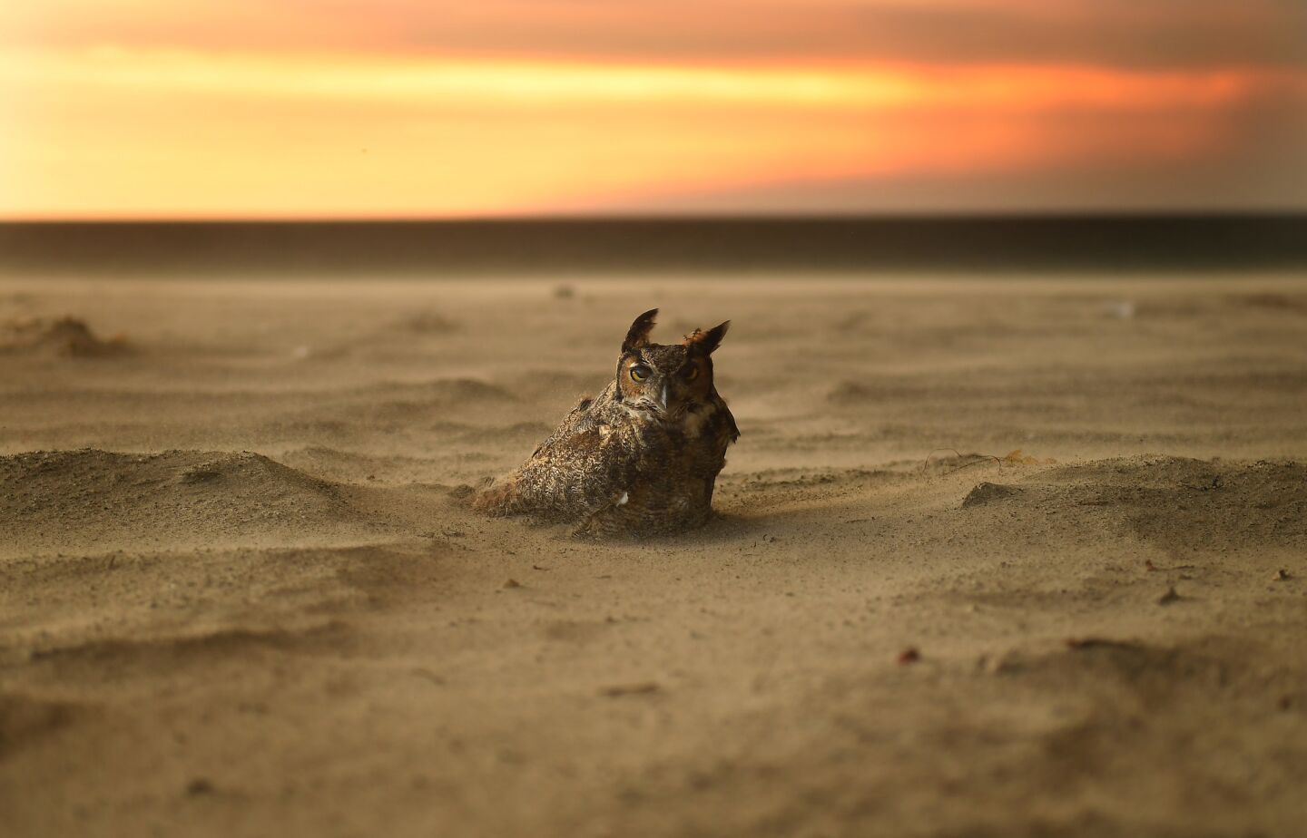 An owl sits onthe beach in Malibu as the Woolsey fire approaches.