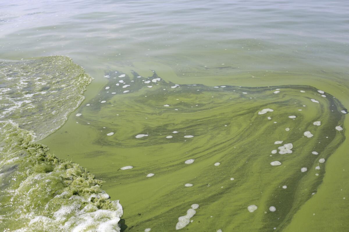 Blue-green algae are not actually algae, they are microorganisms known as cyanobacteria.