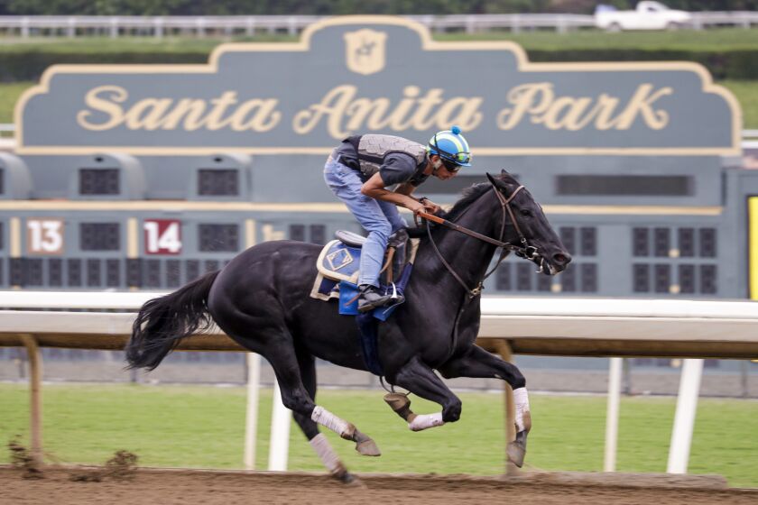 Horses on morning exercise run at Santa Anita Park on Friday morning as it opens for 23-day Autumn Meet in Arcadia.