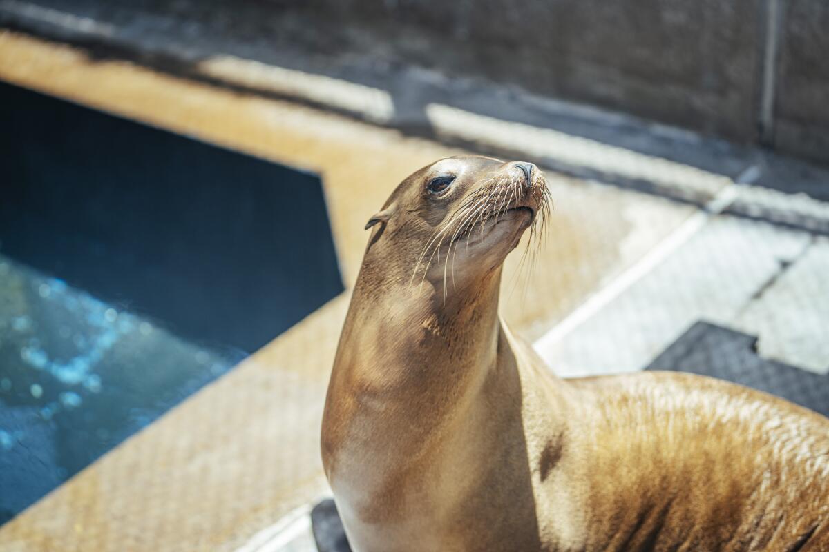 Is a Harmful Algae Killing Hundreds of Sea Lions in California