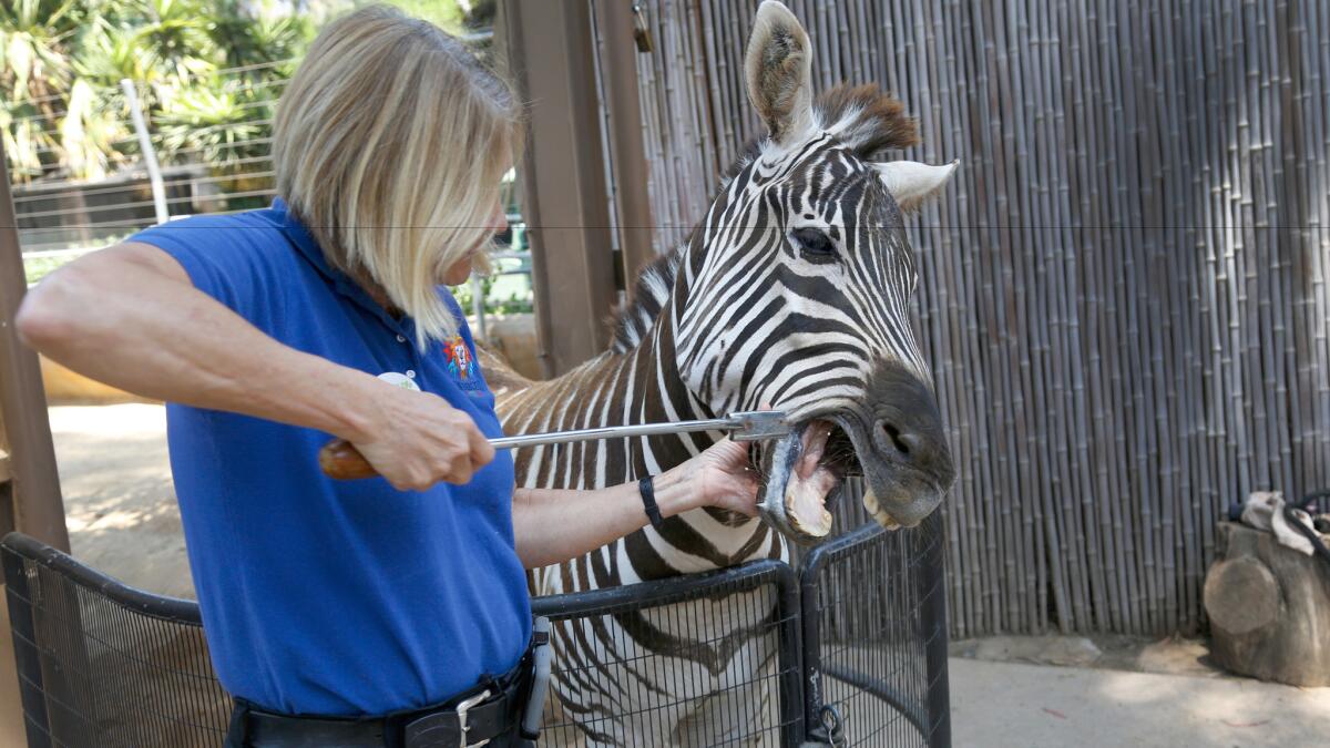 Char Davis works with an 8-year old Zebra by teaching her to be comfortable with various behaviors that help assist during medical exams at the San Diego Zoo.
