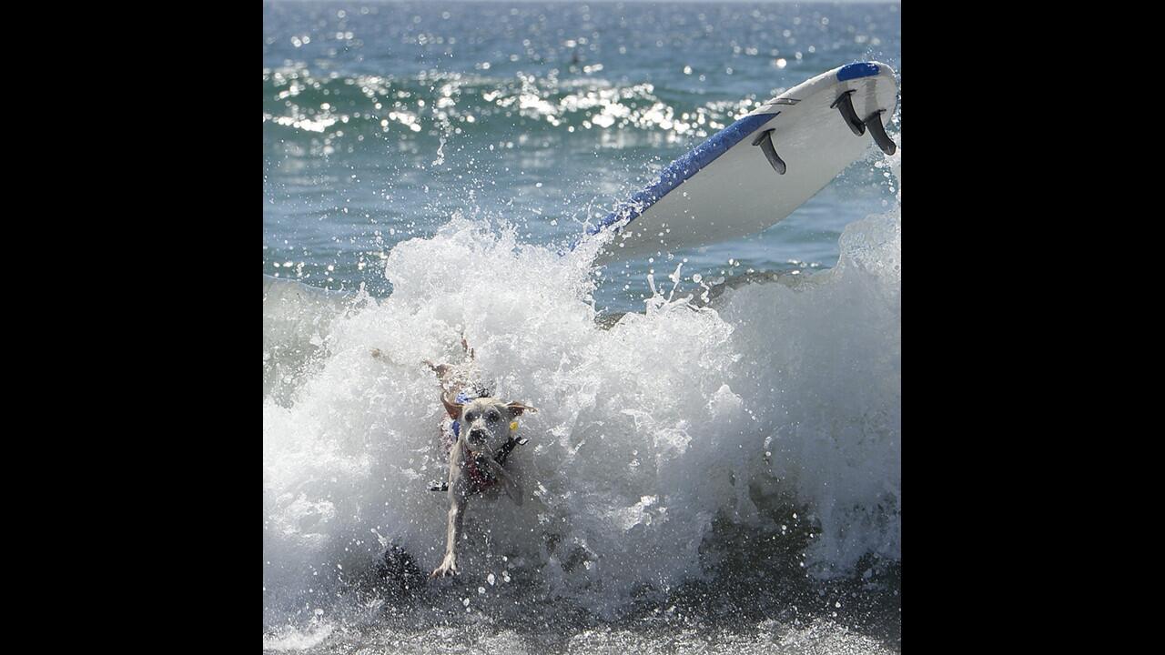 Unleashed Surf City Surf Dog contest