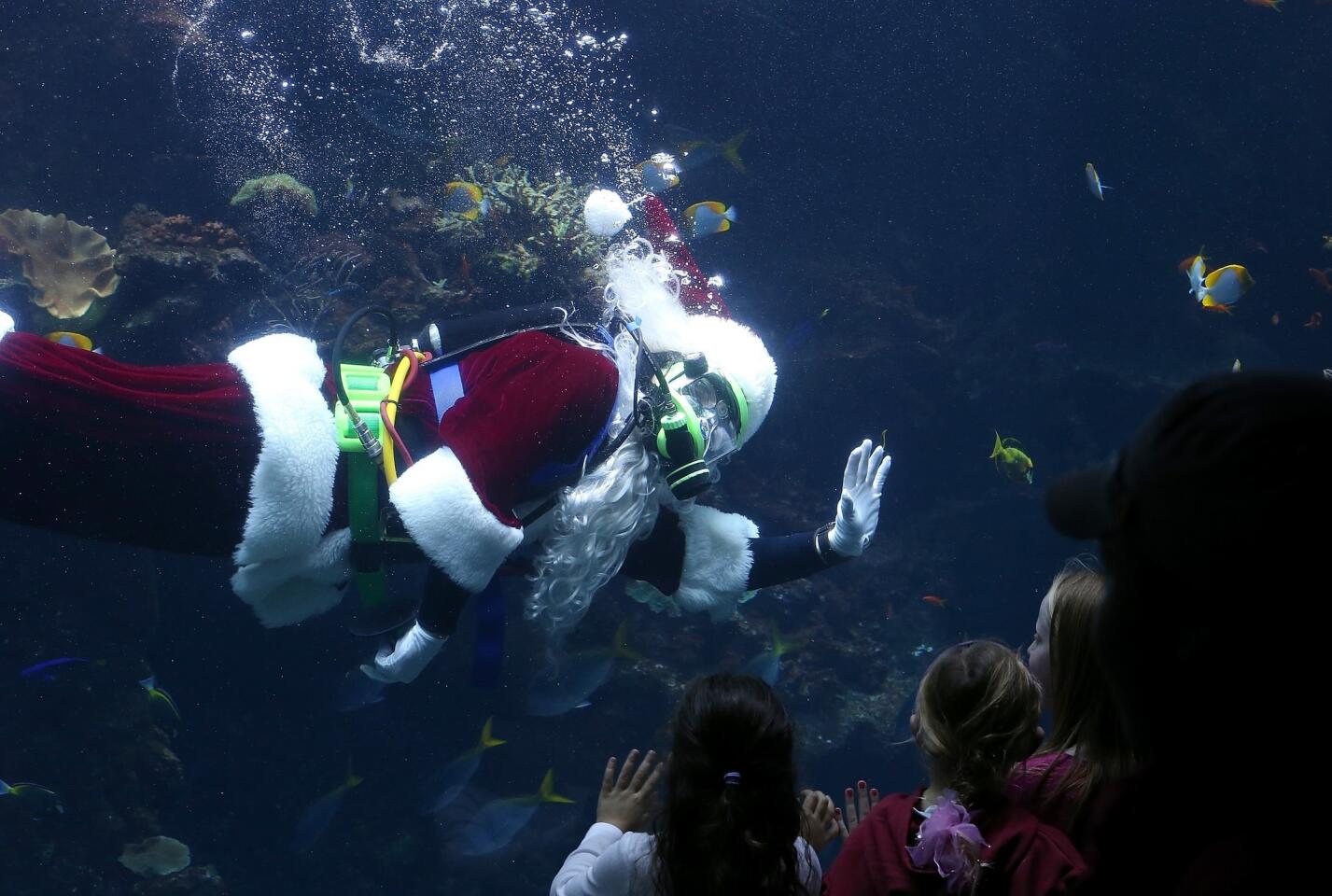 California Academy of Sciences diver George Bell waves to visitors from inside the academy's Philippine Coral Reef tank in San Francisco. Scuba Santa is part of a daily holiday program through Christmas Eve.