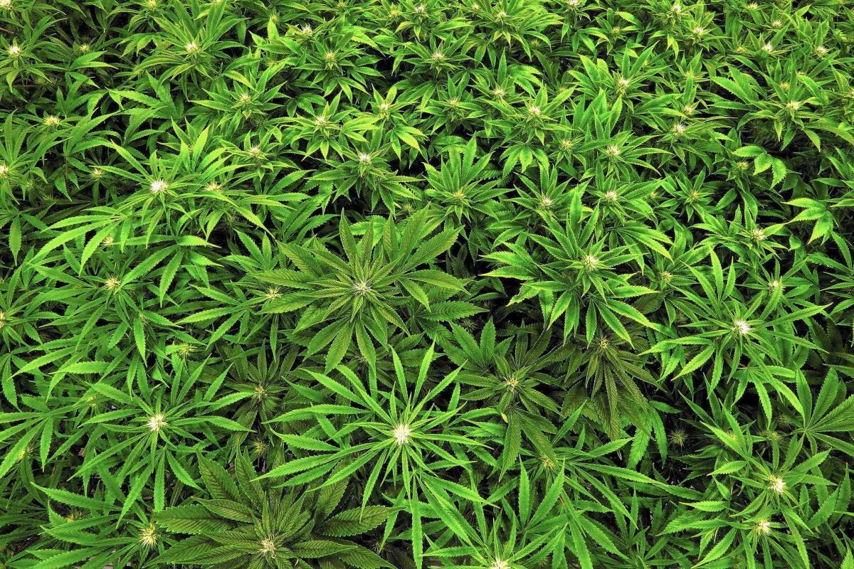 Marijuana grows at a medical marijuana cultivation center in Illinois in 2015. 