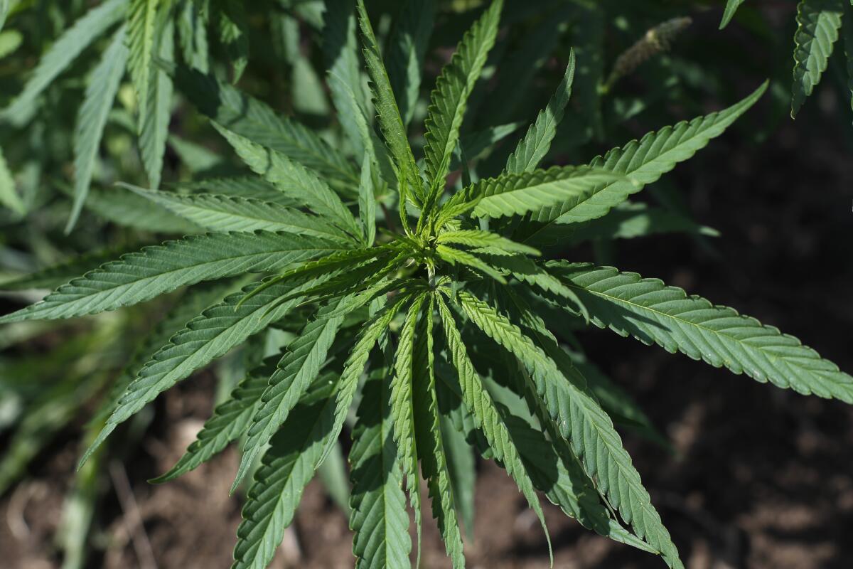 A hemp plant