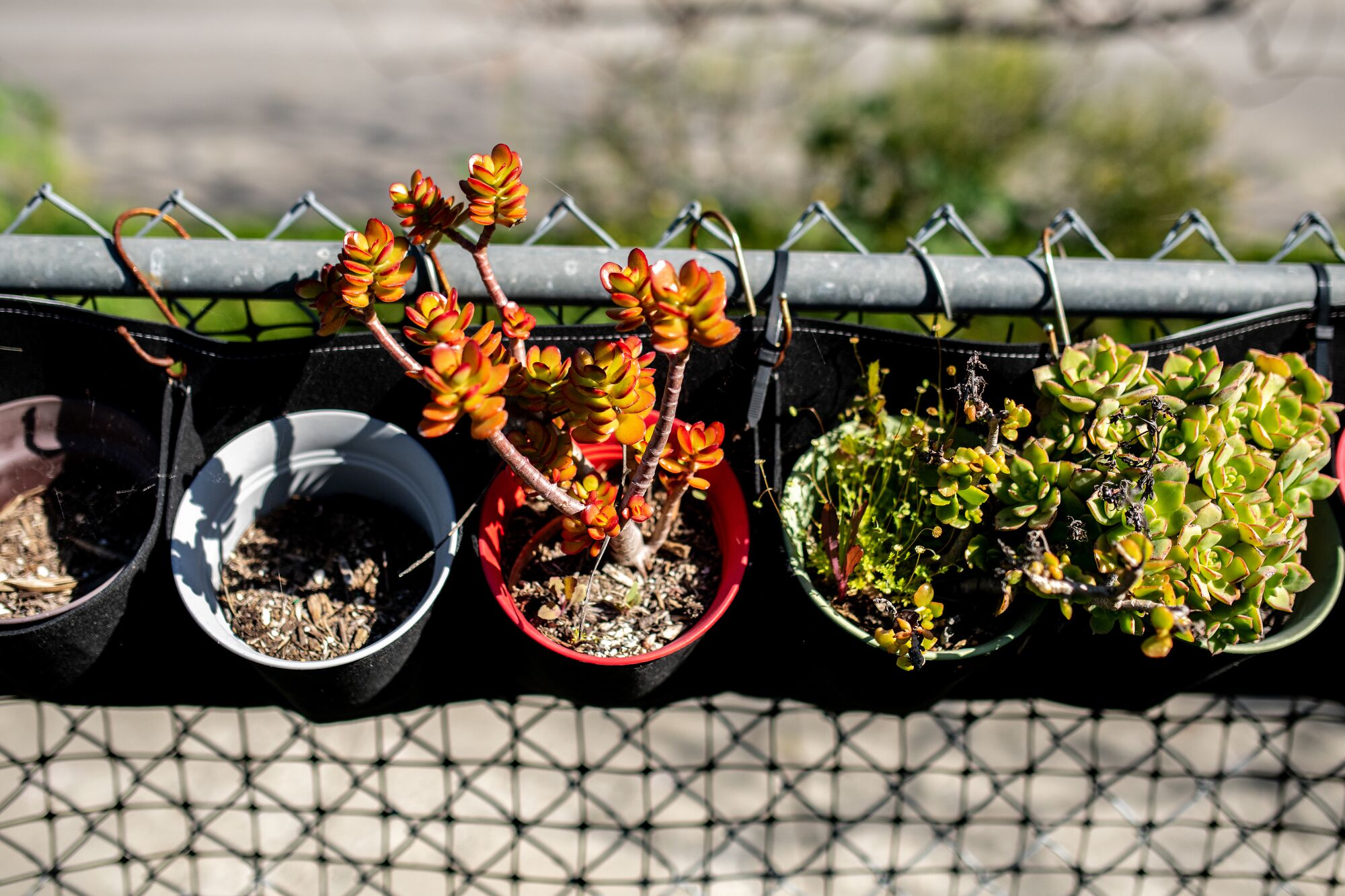 Succulents in pots hang from a chain-link fence.