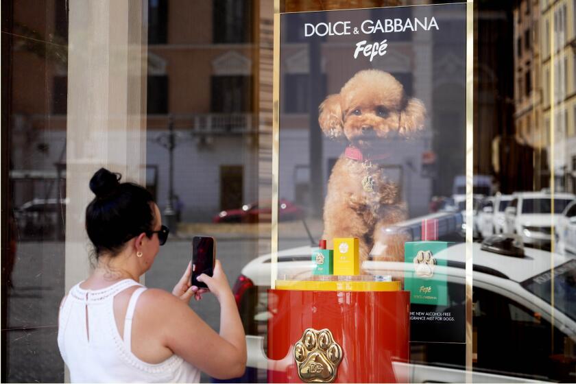 El nuevo perfume para perros de Dolce & Gabbana llamado "Fefé" en honor al perro de Domenico Dolce es exhibido en un escaparate de una tienda de la marca en Roma, el martes 6 de agosto de 2024. (AP Foto/Gregorio Borgia)