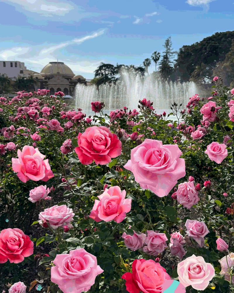 The Best L A Rose Gardens To See This Season s Blooms Los Angeles Times the-best-l-a-rose-gardens-to-see-this-season-s-blooms-los-angeles-times