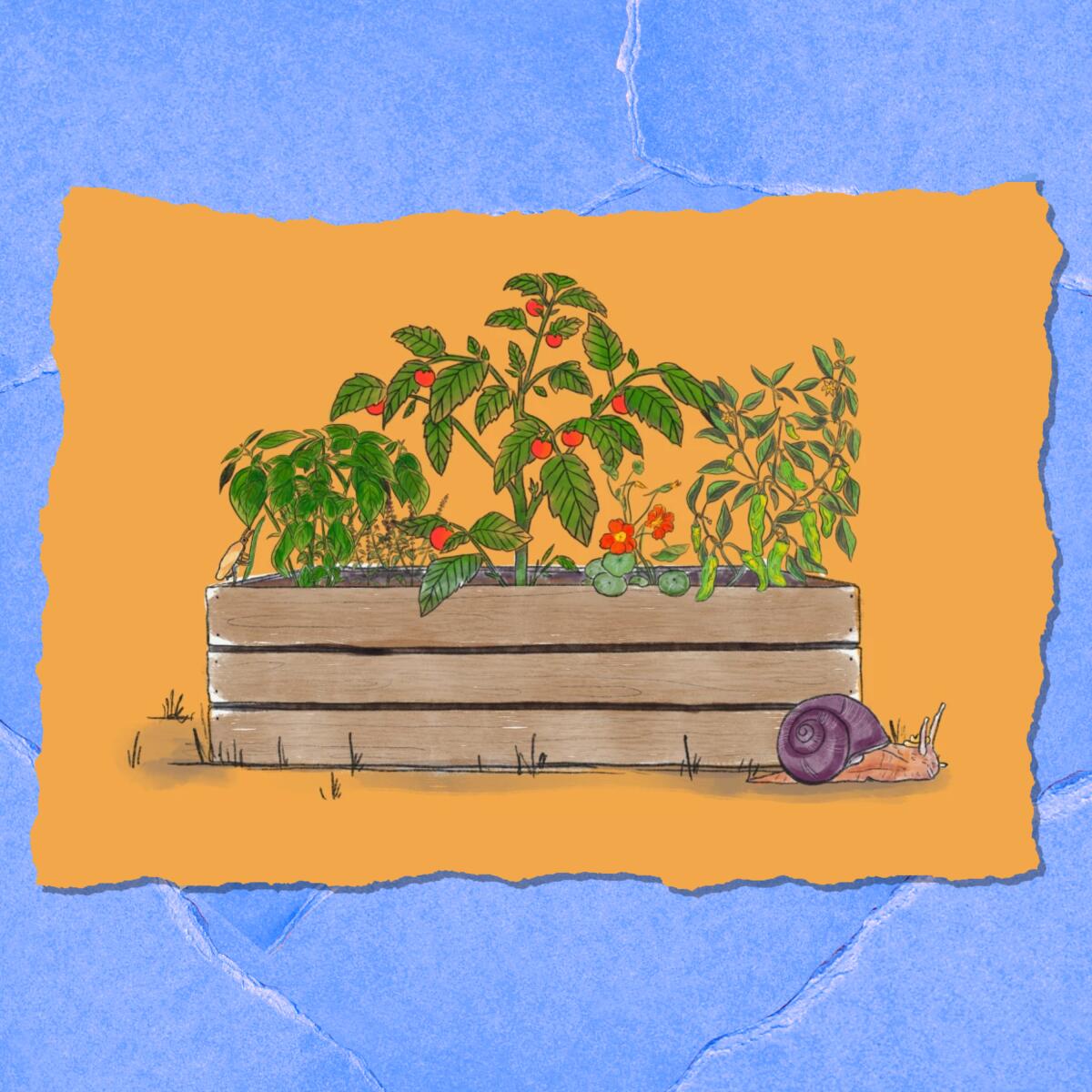 An illustration of a plant container with pepper and tomato plants; a snail crawls in front.