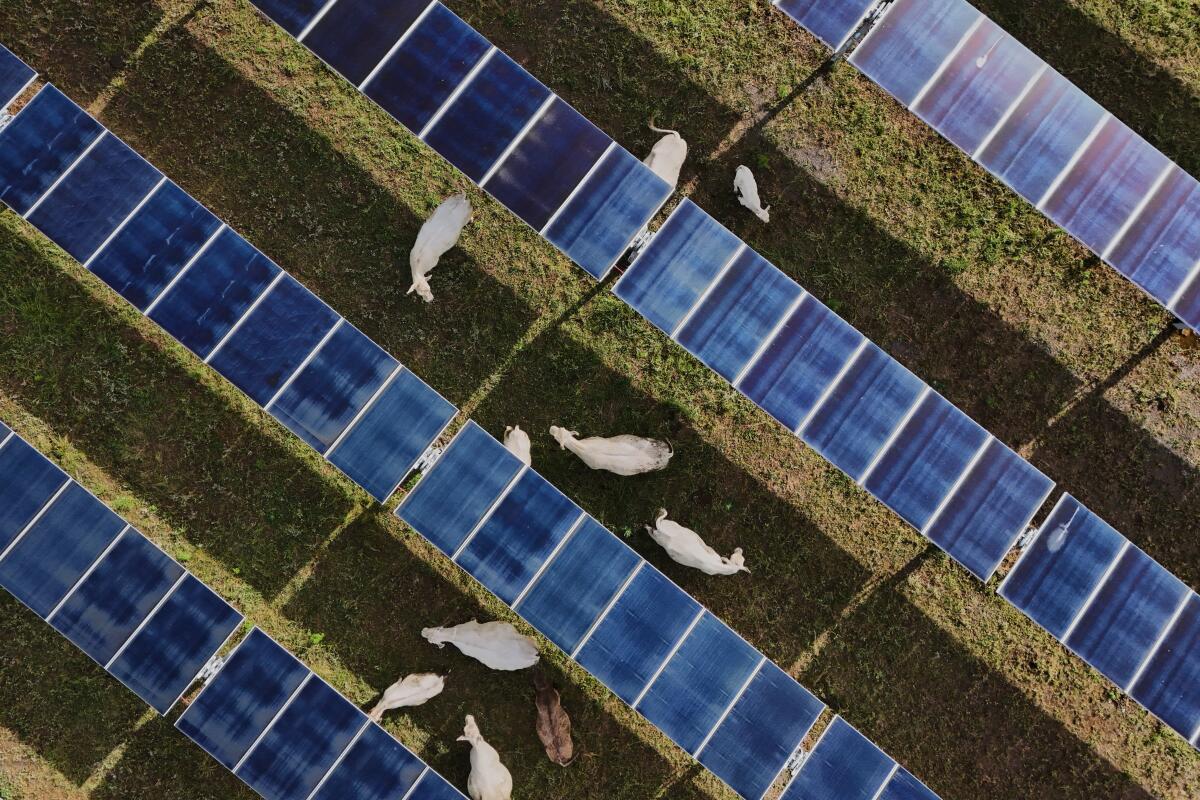 Solar ranch aims to prove grazing cattle under the panels is a win-win ...