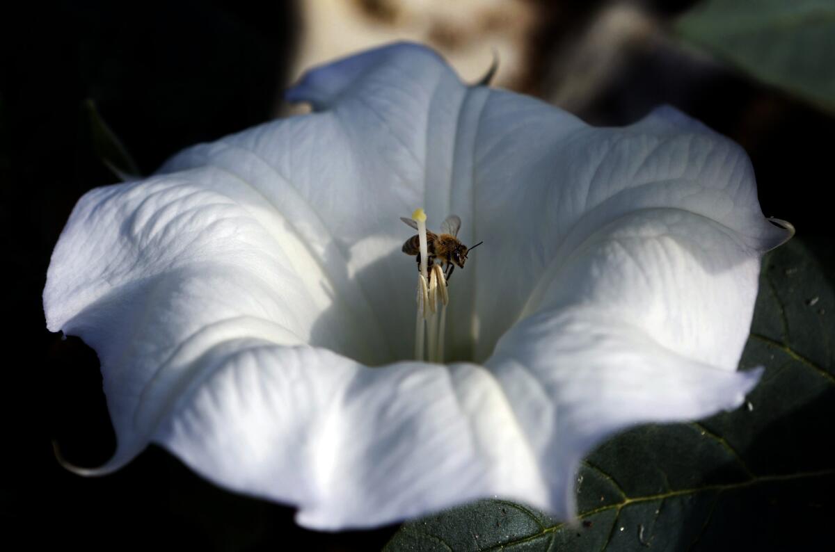 A bee collects pollen from a Sacred Datura plant in Los Angeles' Griffith Park.