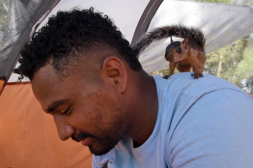 In this image taken from video, Niko, a pet squirrel, stands on the shoulder of Yeison in their tent at a migrant camp on Wednesday, Sept. 20, 2023 in Matamoros, Mexico. Yeison, a 23-year-old migrant who declined to give his last name because he fears for his family’s safety in Venezuela, traveled thousands of miles with Niko to the border with the United States. But Yeison and Niko may be separated if he is granted entrance to the U.S. (AP Photo/Valerie Gonzalez)