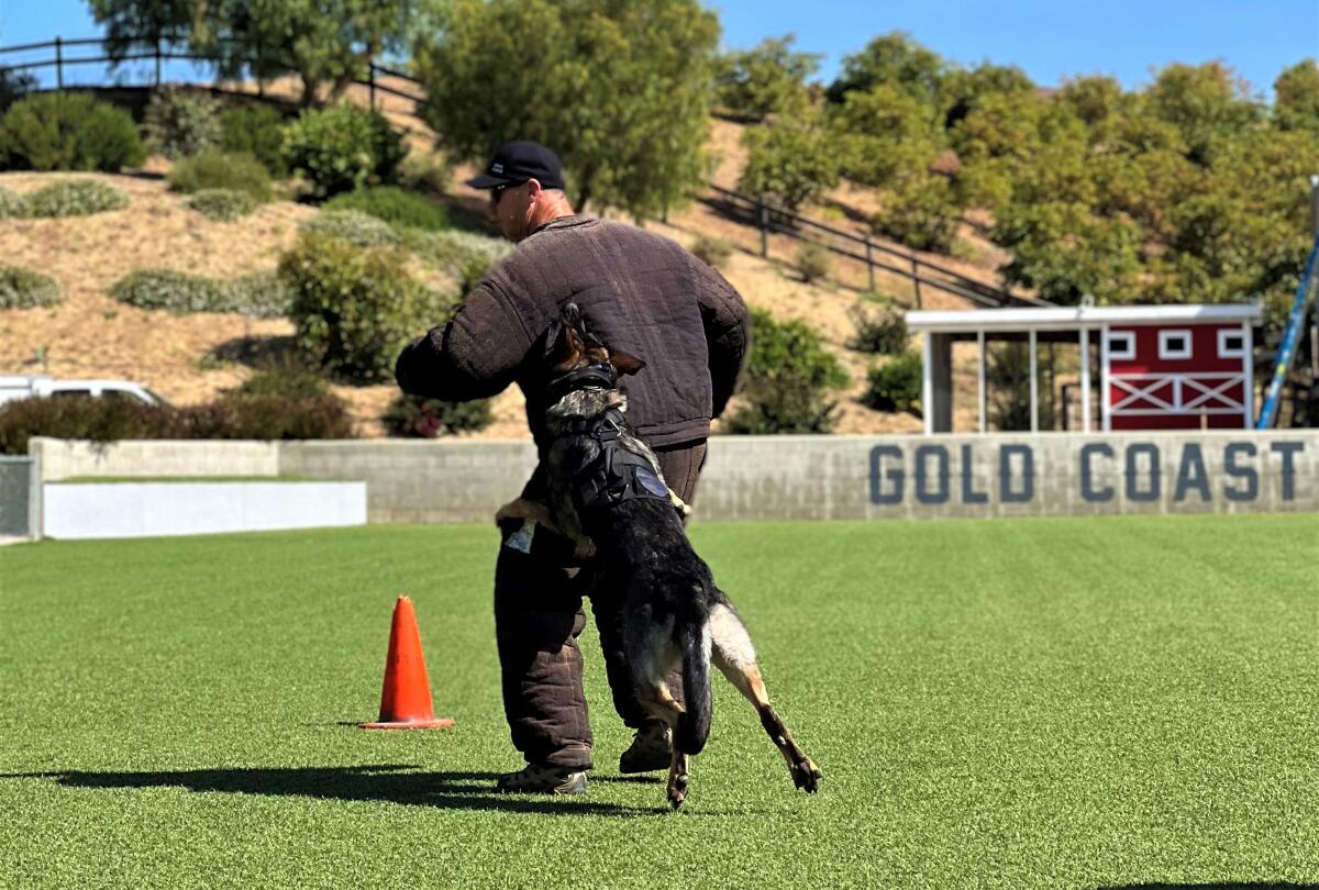 Seal Beach police dog Saurus trains at Gold Coast K9 in Moorpark, to keep his apprehension and detection skills on point.