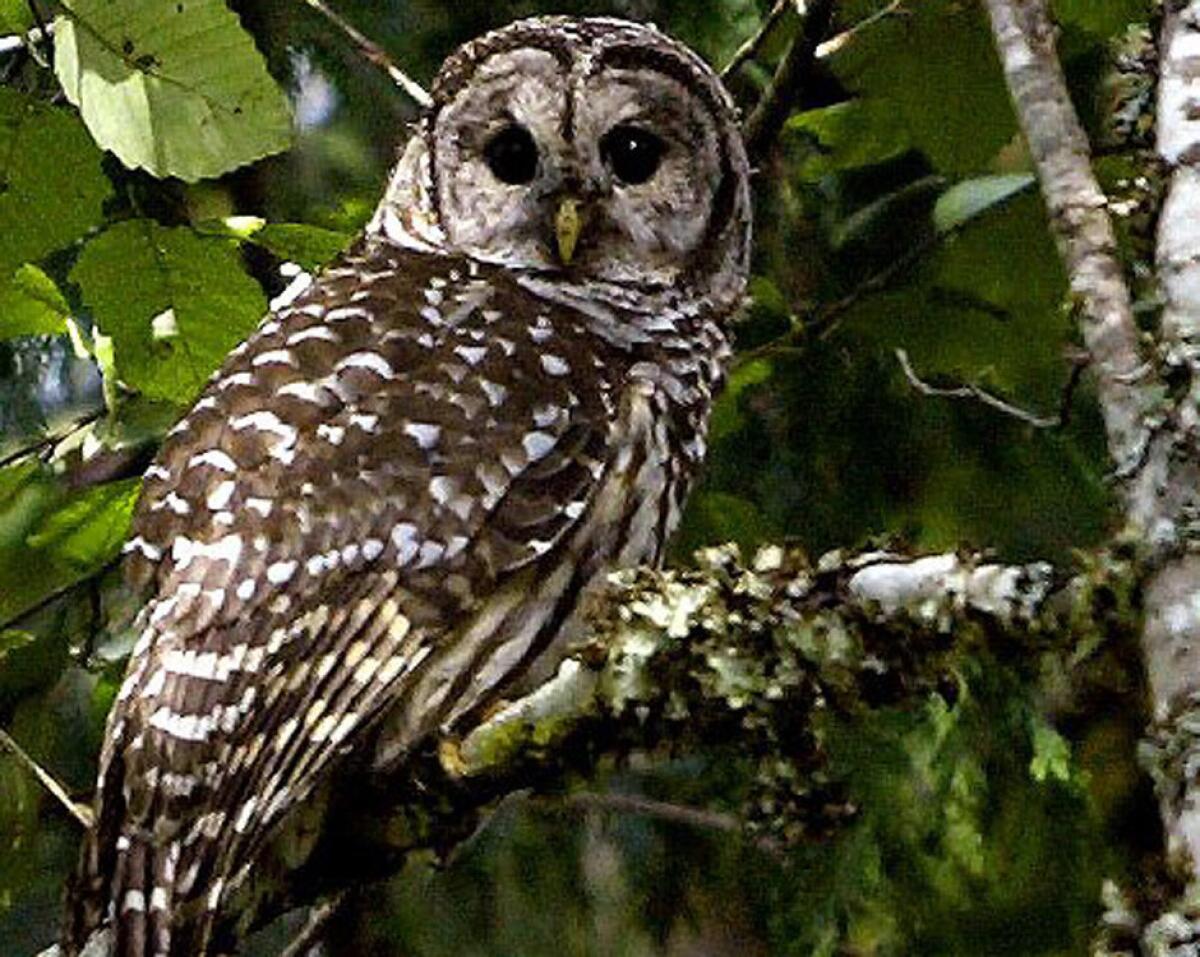 A barred owl is seen near Index, Wash. The federal government is considering killing some of the owls in the Pacific Northwest to aid the smaller northern spotted owl in the area.