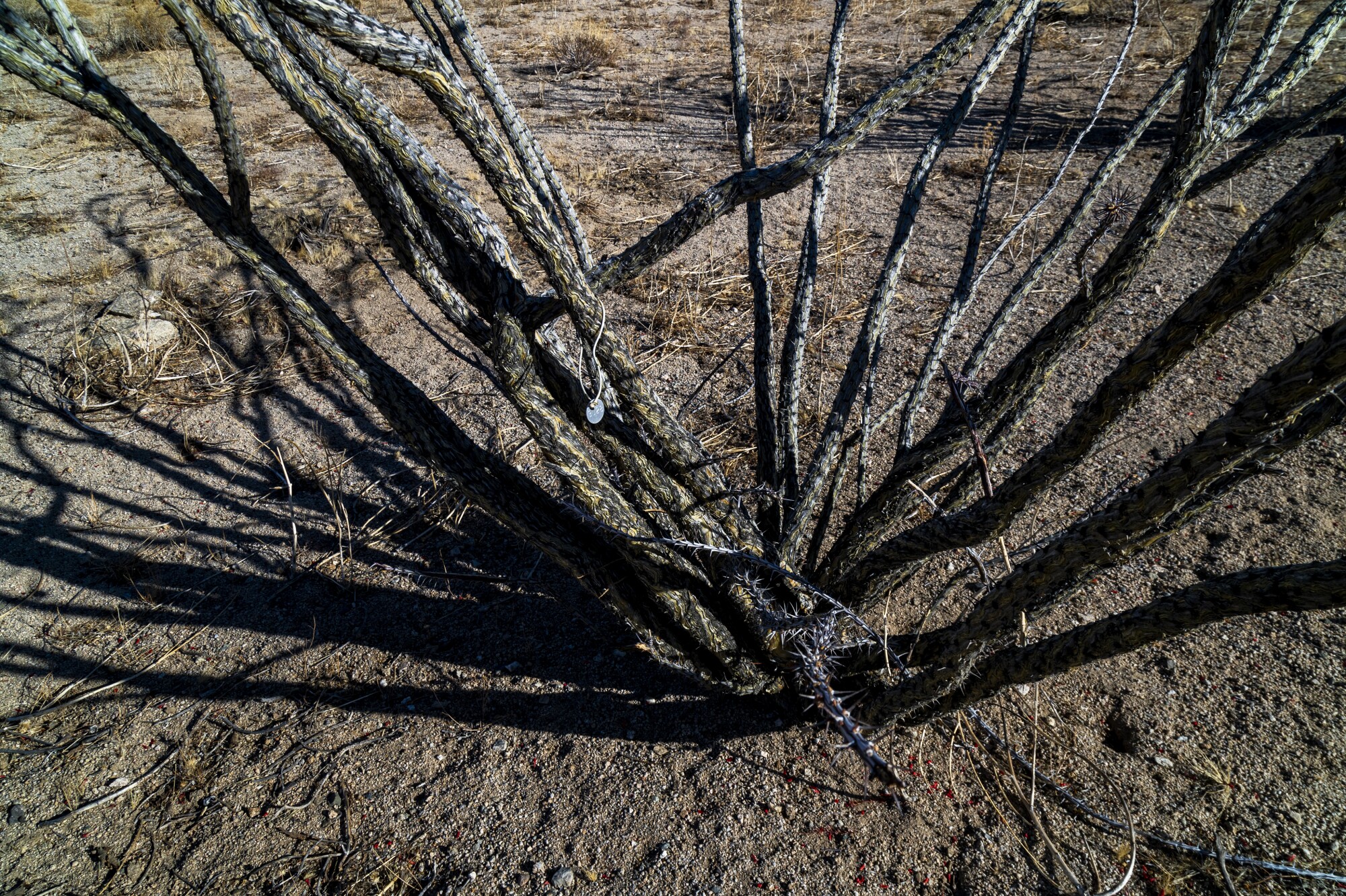 A dry, many-branched plant.