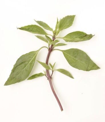 Thai basil