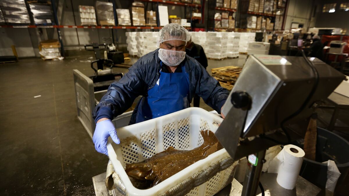 Jesus Durand, a live fish specialist, checks out a crate of farm-raised flounder that came in from South Korea.