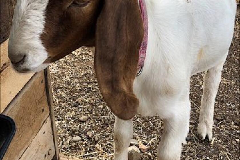 Jessica Long filed lawsuit vs Shasta County Fair District deputies search warrant retrieve Cedar, her daughter's goat.