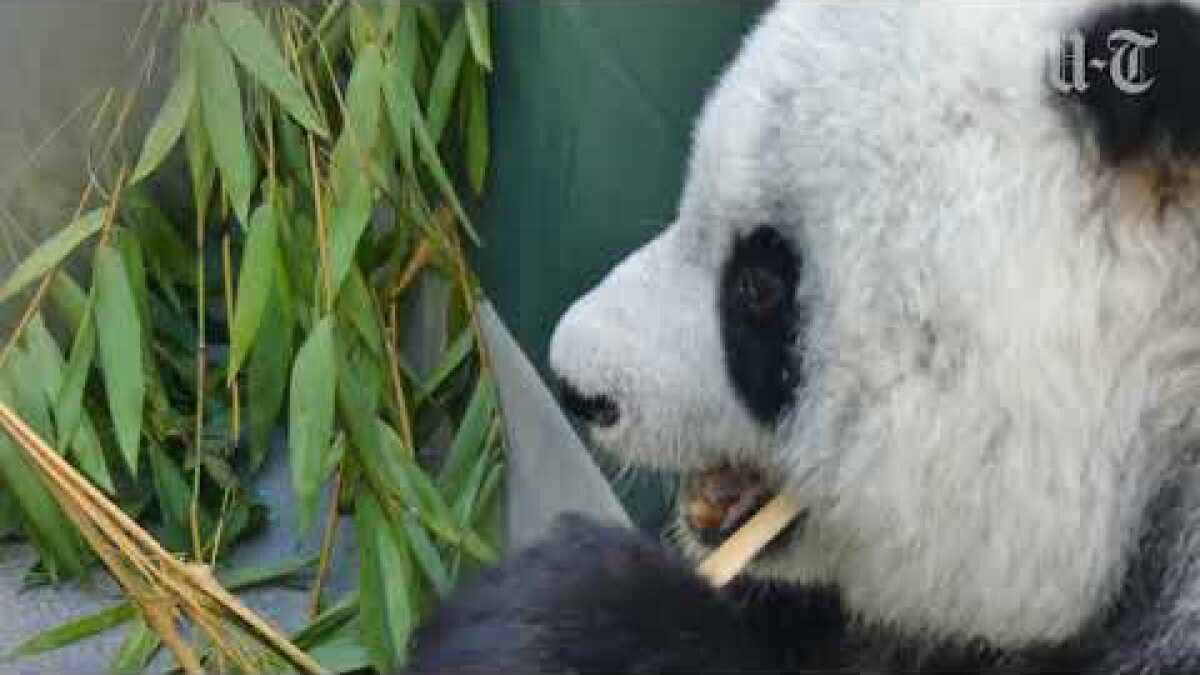 Panda Patriarch Gao Gao Leaves San Diego Zoo To Return To China