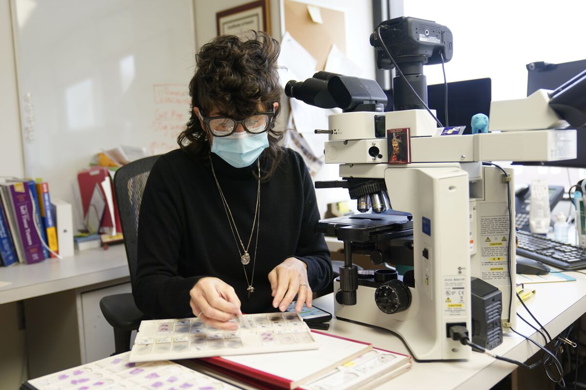 A woman in glasses and a mask looks at glass slides next to a microscope