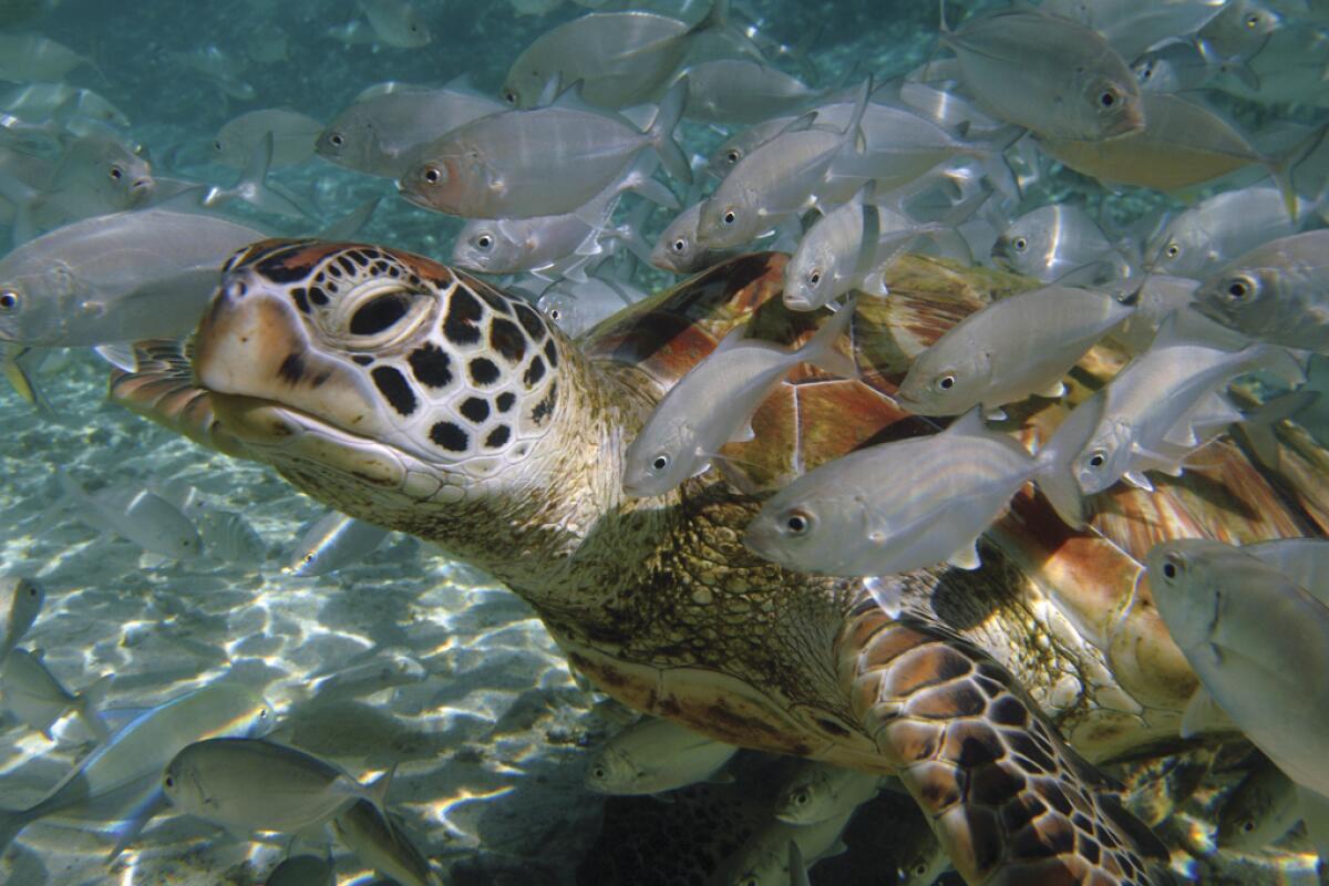 A sea turtle swimming in clear water