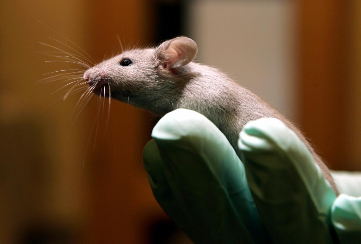 A researcher holds a mouse, a type often used in cancer research.