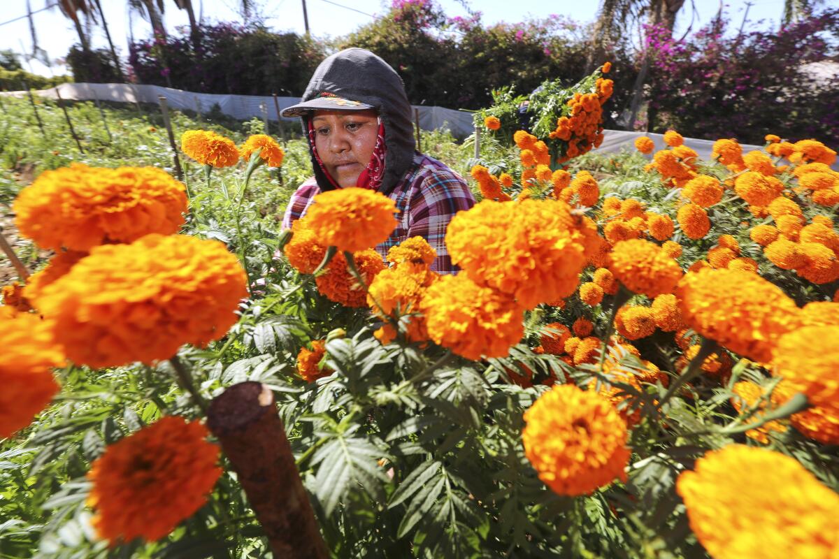 Rosaria Hernandez harvests marigolds as a fellow worker, background, carries a bundle of marigolds to a truck at the Mellano & Company farm on Friday, October 25, 2019 in Oceanside, California.