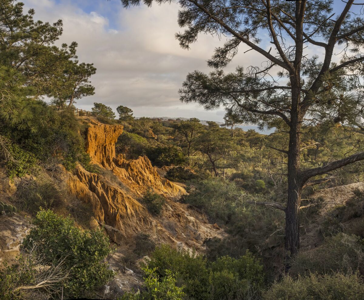 A panorama of the Torrey Pines Reserve in La Jolla.