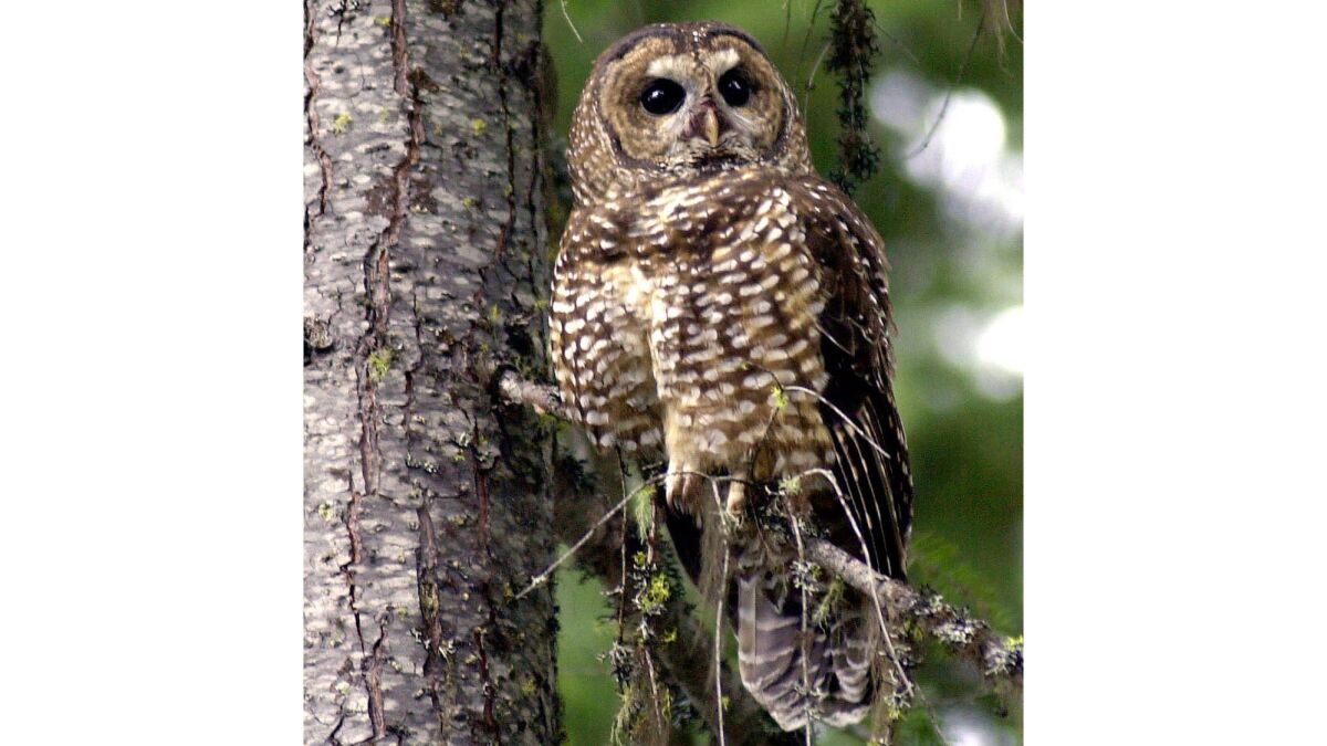 A northern spotted owl sits in a tree in the Deschutes National Forest near Camp Sherman, Ore.