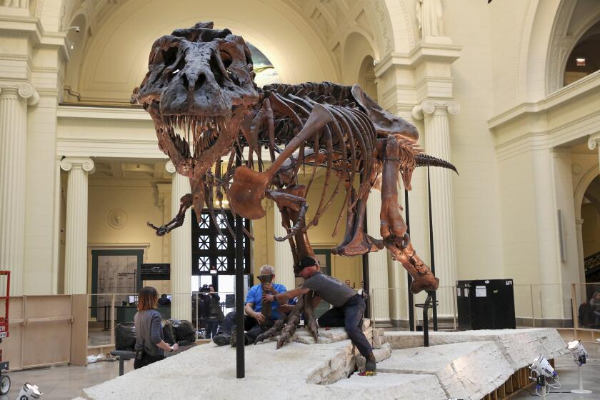FILE - In this Feb. 5, 2018, photo, Garth Dallman, center, and Bill Kouchie, right, both from the dinosaur restoration firm Research Casting International, Ltd., begin the of dismantling Sue, the Tyrannosaurus rex, on display at Chicago's Field Museum. For years, the the massive mostly-intact dinosaur skeleton that came to be known as Sue the T-rex was at the center of a legal battle. The latest dispute involves who inherits what's left of the money created by the sale of Sue. (AP Photo/Teresa Crawford, file)