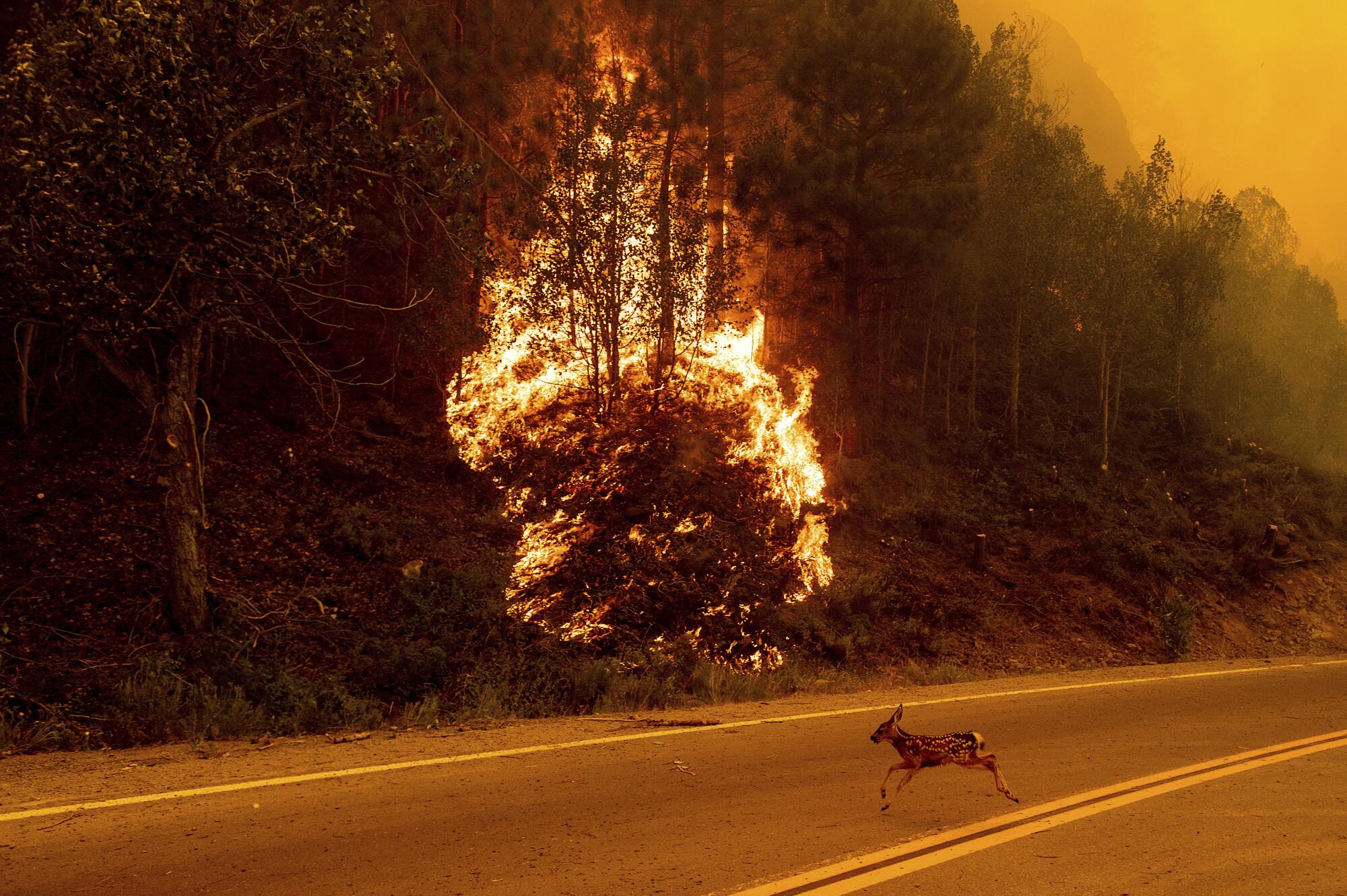 An animal sprints across a road as vegetation burns