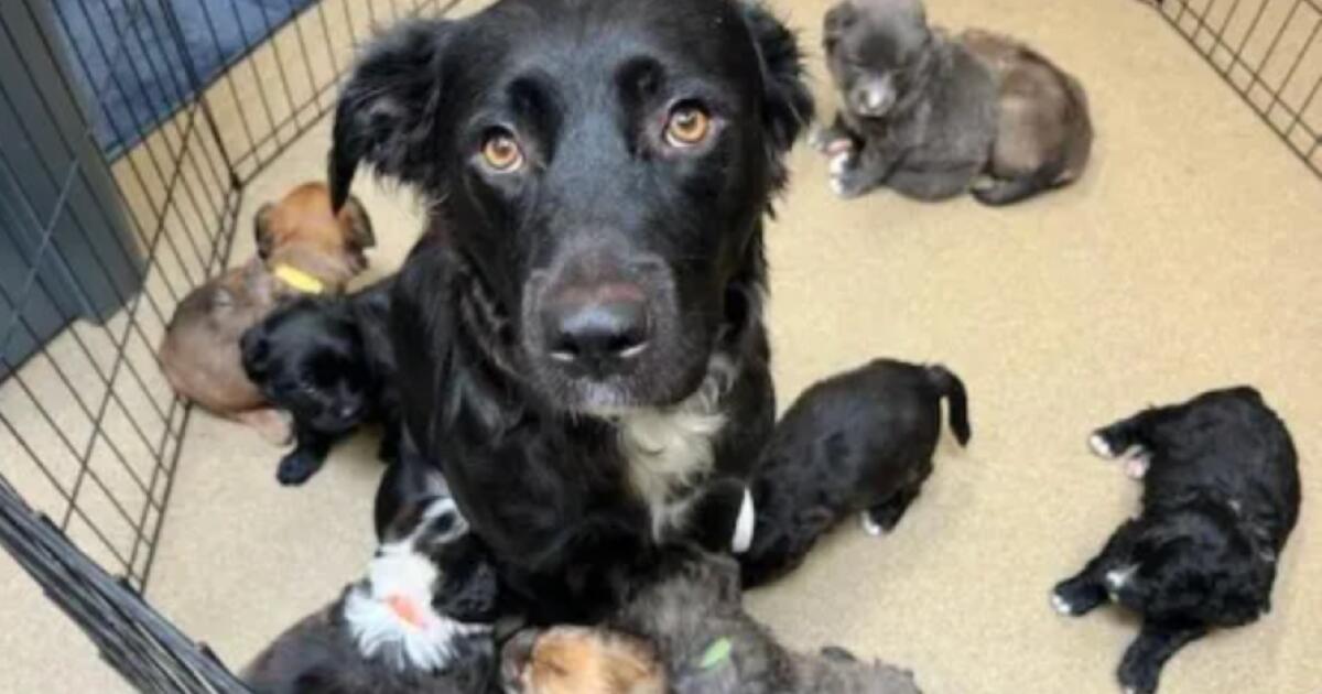 Puppies thrown from car can be up for adoption in Mission Viejo