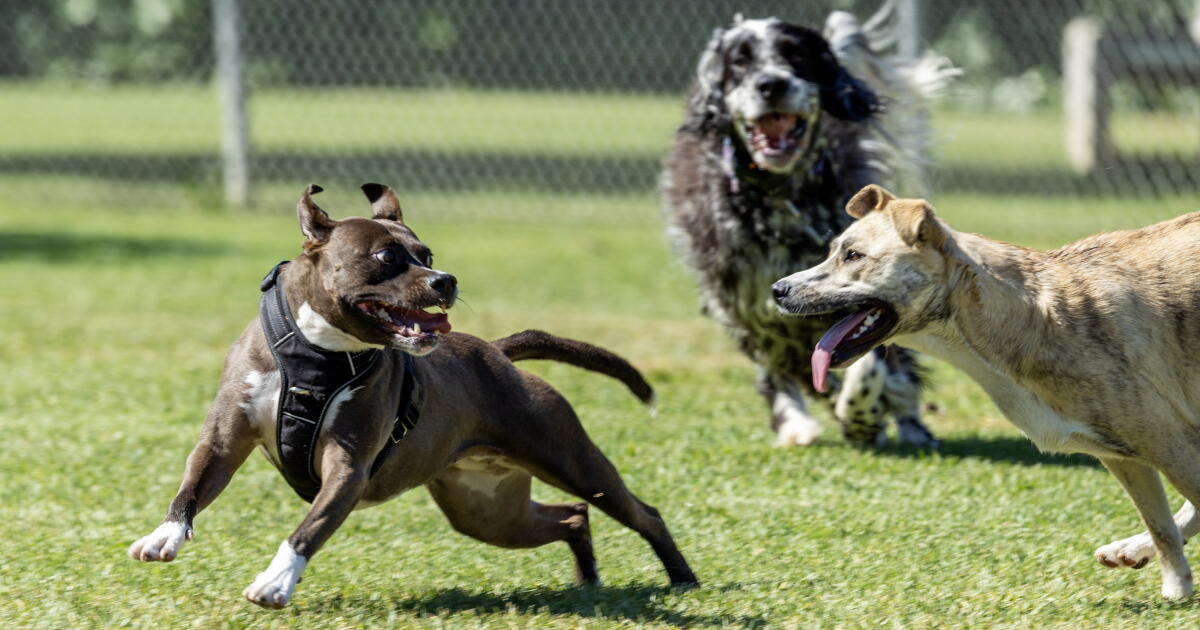 How Do I Report a Barking Dog?