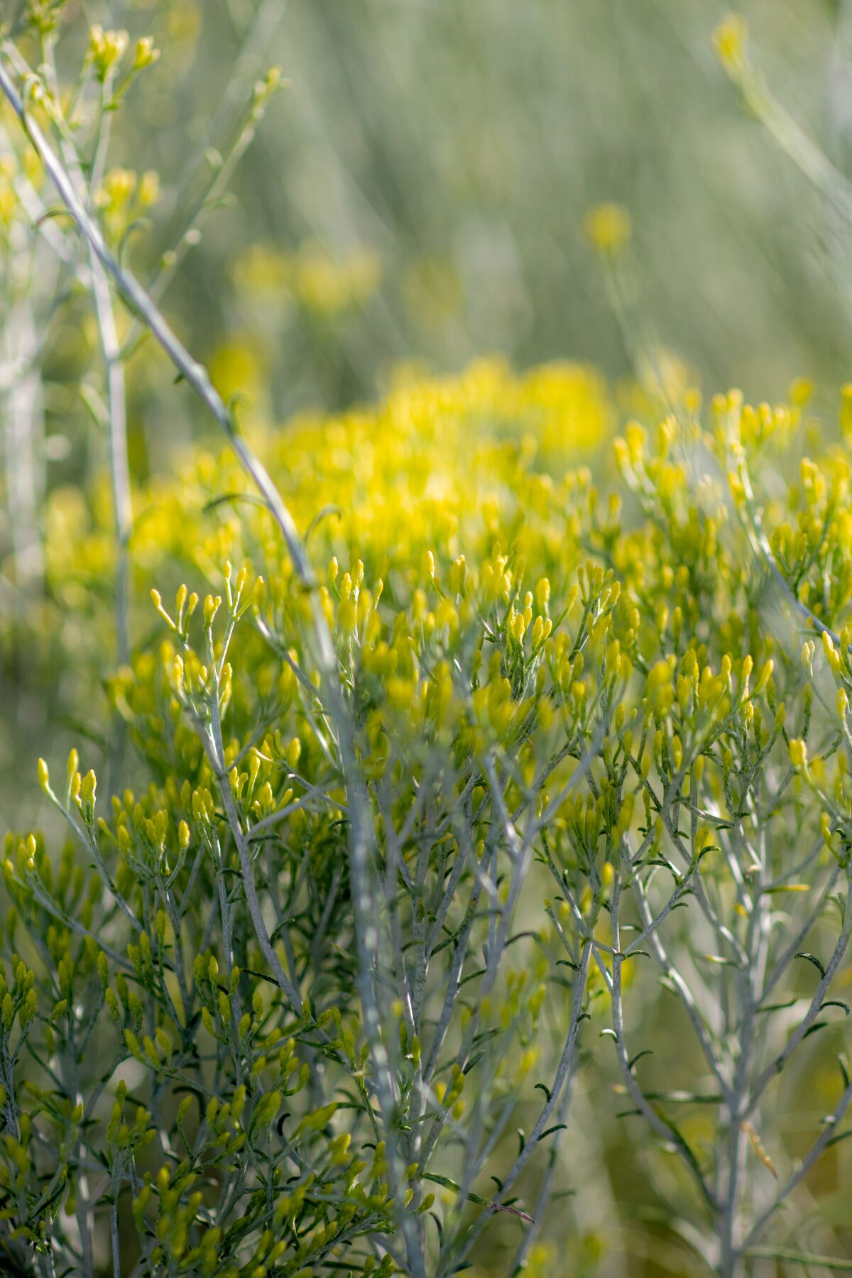 Close up photo of yellow flowers blooming from a Rubber Rabbitbrush.